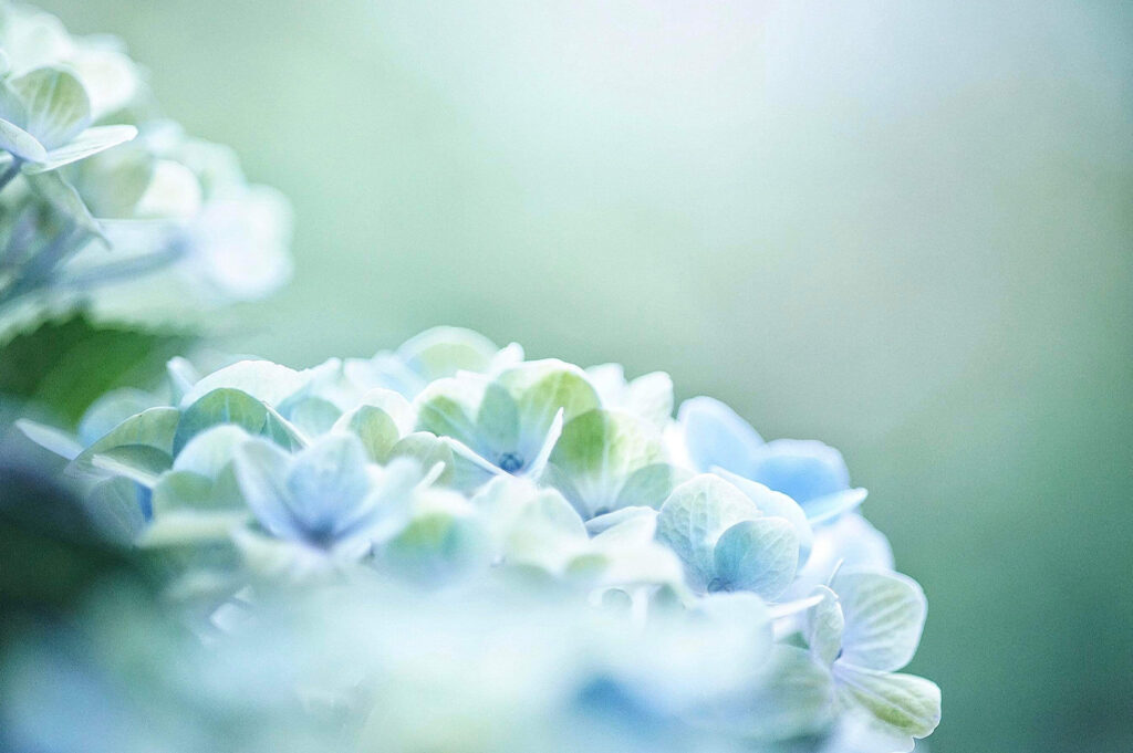柔らかな水色の紫陽花