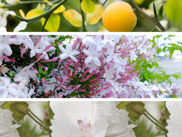 レモン・ジャスミンの花・白い花の3段構成での香り植物原料のイメージ