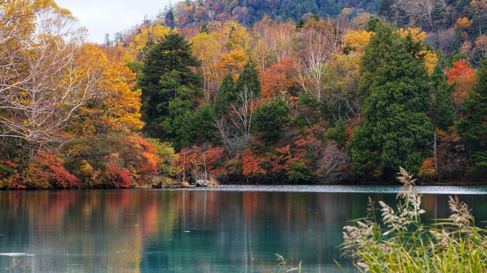 秋の湖畔の赤や黄色に色づいた木々が織りなす美しい紅葉の様子